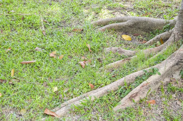 Rot Banyan Träd Naturen Trädgård — Stockfoto
