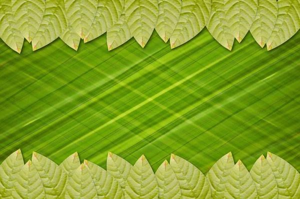 Hoja Verde Sobre Fondo Color Verde — Foto de Stock