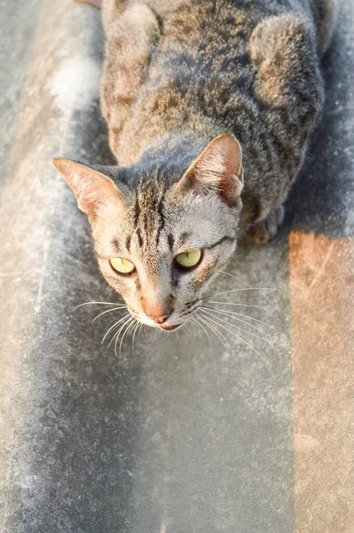 Cute Tabby Cat Roof — Stock Photo, Image