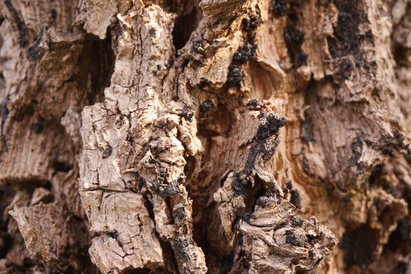 Närbild Torr Bark Träd Konsistens — Stockfoto