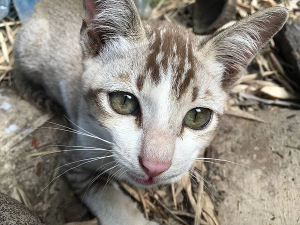 庭でかわいい猫を閉じます — ストック写真