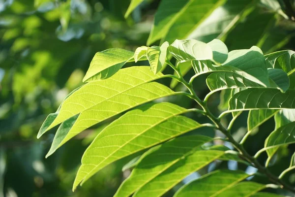 Φρέσκα Πράσινα Φύλλα Annona Squamosa Στον Κήπο Της Φύσης — Φωτογραφία Αρχείου