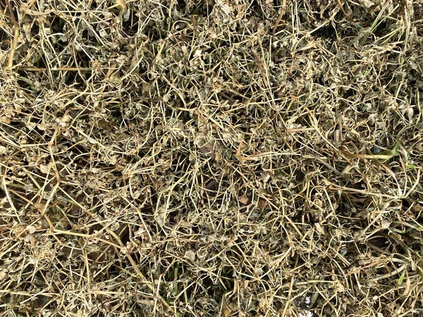 Trockenes Gras Auf Dem Boden Dicht Machen — Stockfoto