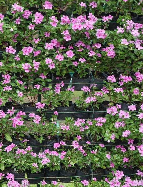 Rosa Catharanthus Roseus Flor Jardim Natureza — Fotografia de Stock