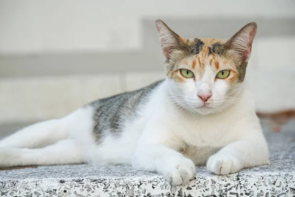 Menutup Kucing Lucu Lantai Semen — Stok Foto