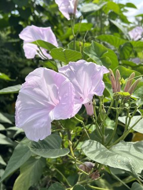 Doğa bahçesinde sabah çiçeği