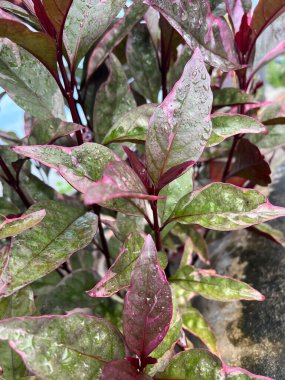 Doğa bahçesinde karikatür bitkisi