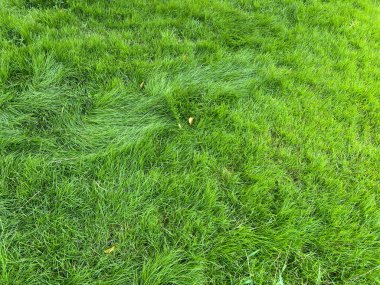 yeşil çimen dokusu arkaplanı