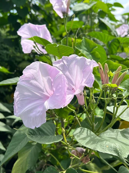 Doğa bahçesinde sabah çiçeği