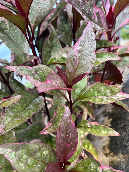 Doğa bahçesinde karikatür bitkisi