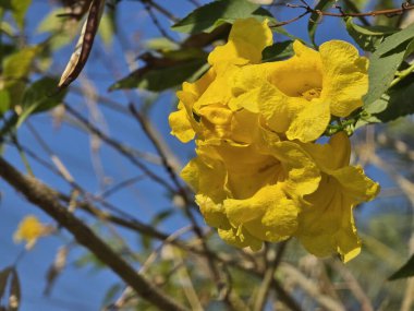 Güzel sarı Tecoma, öğleden sonra bahçeye çiçek salıyor.