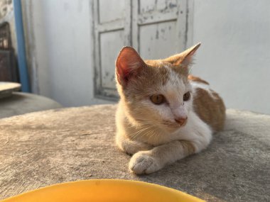 Kedi yerde oturuyor.