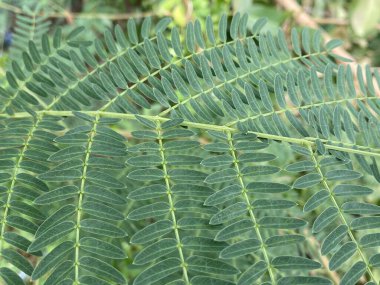 yeşil leucaena löcocephala bahçede yapraklar