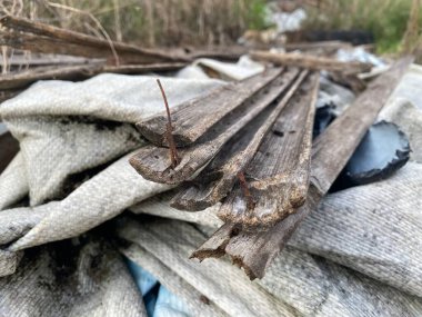 Ormanda odun yığını