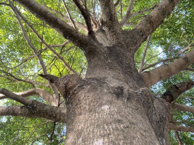 Bahçesinde büyük yeşil yaprakları olan büyük bir ağaç.