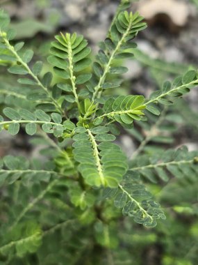 Arka planda bulanık yeşil bir Phyllanthus arus yaprağına yakın plan.