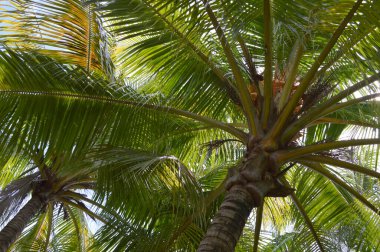 Sahilde palmiye ağacı