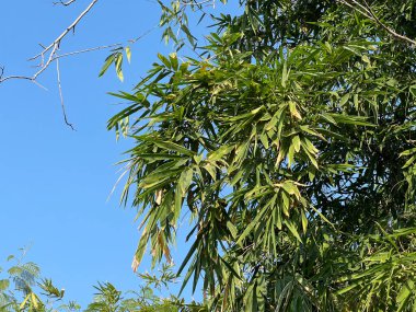 Yaprakları ve gökyüzü olan ağaç dalları