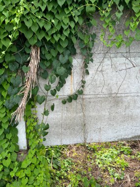 Duvarda yeşil sarmaşık yaprakları