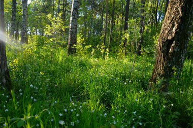 Güneş altında harika bir bahar ormanı. Beyaz, küçük, vahşi yıldız çiçekleri, bahar yeşili çimenler ve ağaçlar..