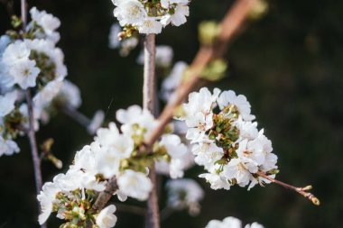 Çiçek açan kiraz ağacı dalları: Bahar mevsimi kavramı
