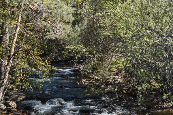 Birkaç taş atlama ile yeşil bir ormanın içinden geçen vahşi bir nehir.