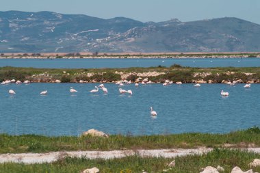 Arkasında dağlar olan bir Türk bataklığında flamingolar ve suyu bölen bir kara dili.