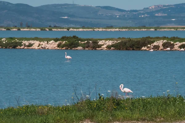 Arkasında dağlar olan bir Türk bataklığında flamingolar ve suyu bölen bir kara dili.