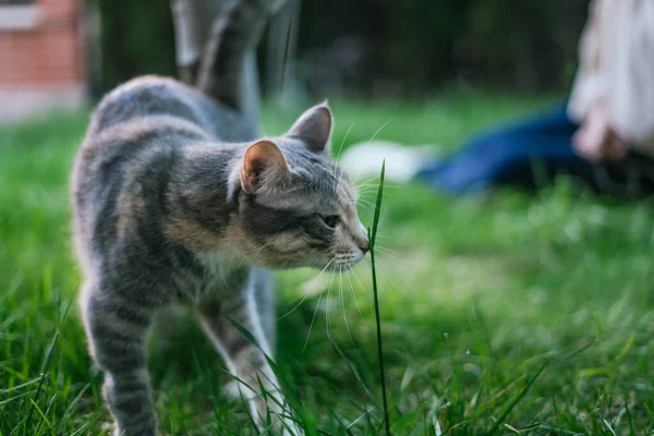 Gri kedi arka planda oturan bir kadınla çimen kokusunu alıyor. Seçici Odaklanma. Evcil hayvan.
