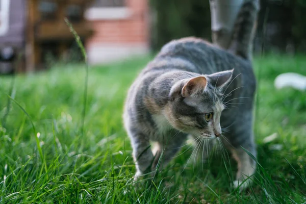 Cat Looking Away Garden Selective Focus Domestic Animal — Stock Photo, Image