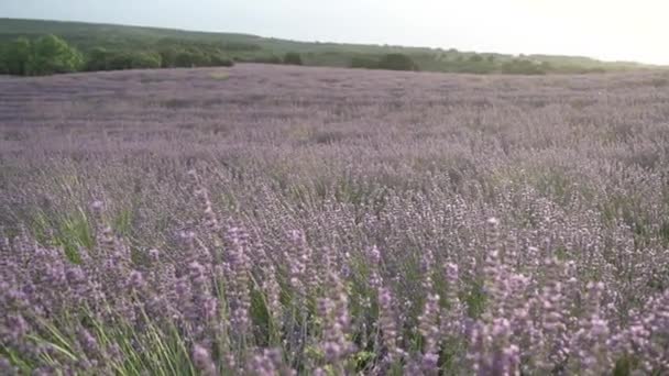 Lavendelvelden Inzoomen Bij Zonsopgang Natuur Selectieve Focus Brihuerga Spanje — Stockvideo