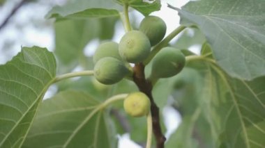 Olgun yeşil incirler hala ağaçta geziniyor. Taze meyve. organik gıda.