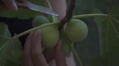 Kadının eli, bir ağaçtan bıçakla kesilmiş olgun bir incir meyvesi topluyor. Taze yemek..