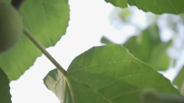 여인의 나무에서 무화과 열매를 — 비디오