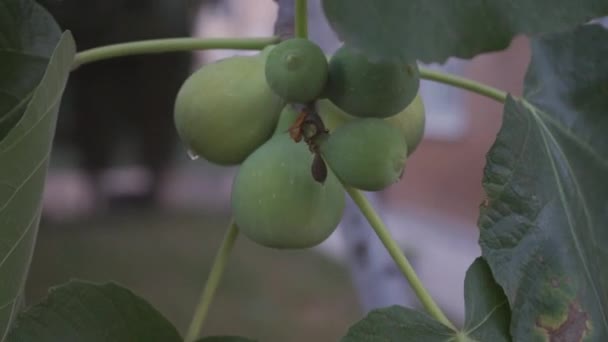 Zralé Zelené Fíky Stále Stromě Čerstvé Ovoce Organické Potraviny — Stock video