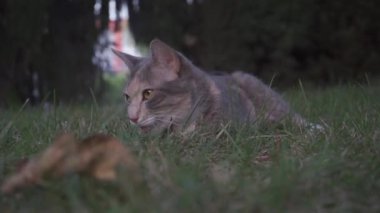 Kedi bahçede uzanıp ot yiyor. Evcil hayvan..