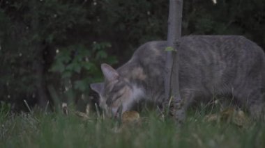 Bahçede ot yiyen kedi. Evcil hayvan..