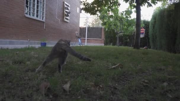 Gato Gris Caminando Por Jardín Muy Despacio Animales Domésticos — Vídeos de Stock