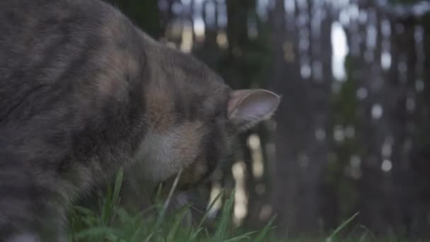 Close Cat Eating Grass Garden Domestic Animal — Stock Video