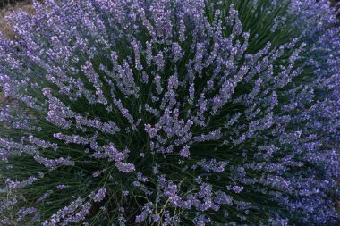 Güneşin doğuşunda çiçek açan bir lavanta bitkisinin güzel yakın çekimi. Doğa. Brihuega, İspanya, Avrupa.