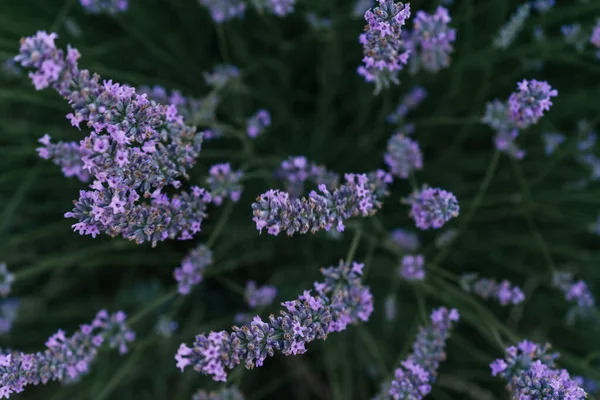 Vacker Närbild Uppifrån Blommande Lavendelväxt Soluppgången Naturen Brihuega Spanien Europa — Stockfoto