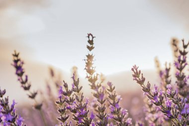 Güneş doğarken çiçek açan lavanta bitkisinin güzel yakın çekimi. Doğa. Brihuega, İspanya, Avrupa.