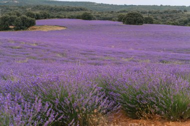 Güneşin doğuşunda açan lavanta tarlasının güzel manzarası. Doğa. Brihuega, İspanya, Avrupa.