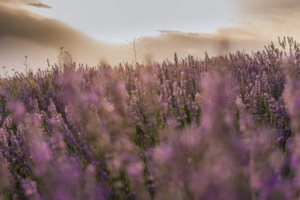 Piękne Zbliżenie Kwitnącej Rośliny Lawendy Podczas Wschodu Słońca Przyroda Brihuega — Zdjęcie stockowe