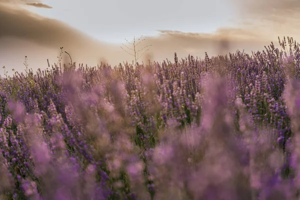 Beau Gros Plan Une Plante Lavande Fleurs Lever Soleil Nature — Photo