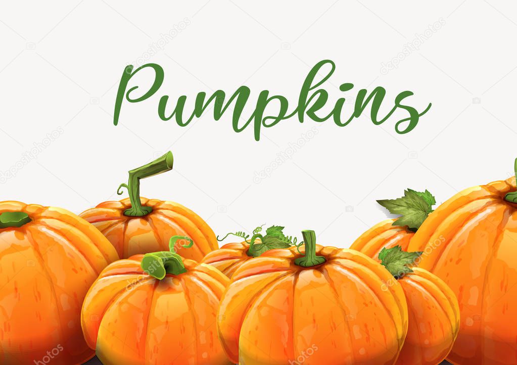 Background of orange autumn pumpkins - Pumpkins of different size on white background. Vector