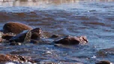 Dalgalar güneş ışığı ile çakıl plajı yıkama