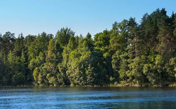 Orman göl kıyısında. Yaz günü.