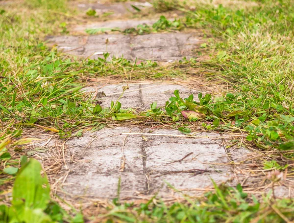 Eski taş yolu ile yeşil çim büyümüş