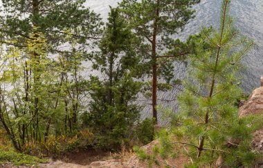 Rusya'nın doğal alanlar. Bir göl kıyısında çam ağaçları ile. Üstten görünüm